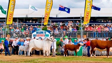 February All Breeds Bull & Female Sale