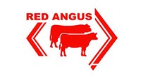 Power of Red QLD Angus Sale