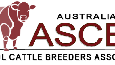 NT Senepols Online Bull Sale