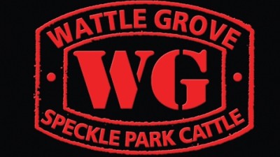 Wattle Grove Speckle Park Bull & Female Sale