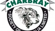 Huntington Charbray Brisbane Valley Bull Sale