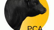 Pharo Angus and Composite Bull Sale