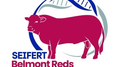 Seifert Belmont Reds Bull Sale