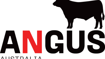 Te Mania Angus Bull Sale