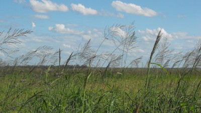 Ballaroo, Ekari Park and Fairview QLD