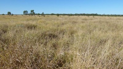 Marango QLD