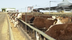 Myola Feedlot NSW