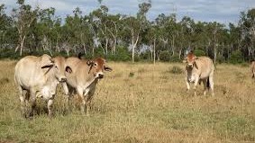 Oakleigh and Stoodleigh Aggregation QLD