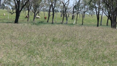 Oakwood QLD