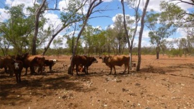 Marlee Downs QLD