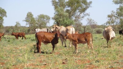 Singleton Station NT