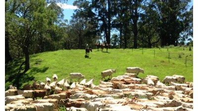 Tallerack NSW