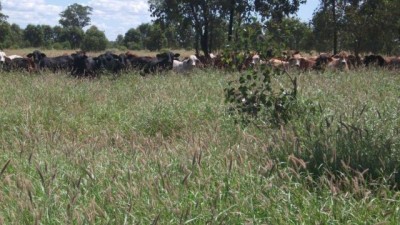 Calabah Aggregation QLD