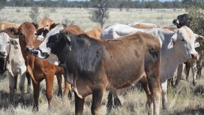 Orinya QLD