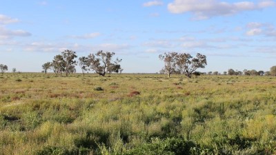 Savanna & Part Goodwin NSW
