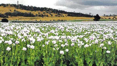 Vaucluse TAS