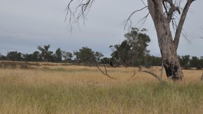 Victo & Murrumbah QLD
