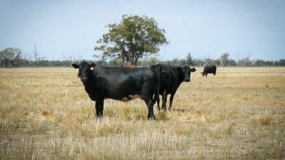 Bogibel / Kareelah NSW