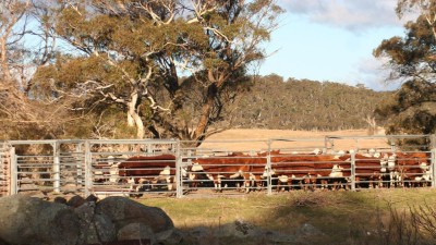 Moles Station NSW