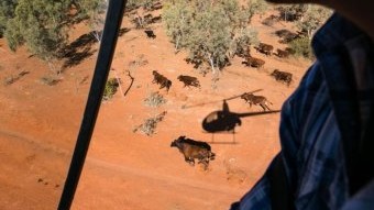 Murray Downs & Epenarra Stations NT