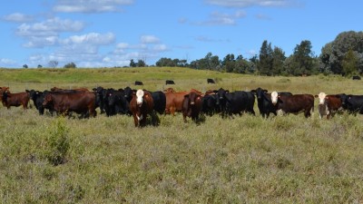 Kooralbyn QLD
