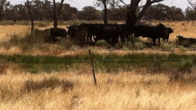 Werai Station NSW