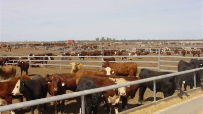 Sapphire Feedlot QLD