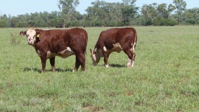St George-Dirranbandi District Aggregation QLD