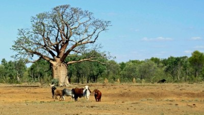 Yakka Munga WA