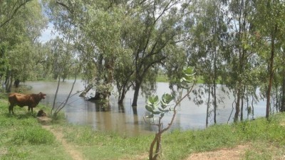 Avoca Glen QLD
