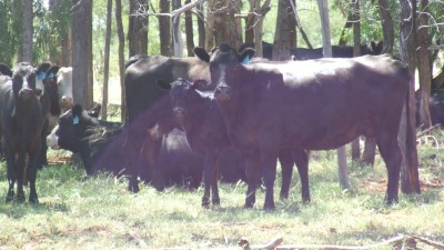 Buffel Park QLD