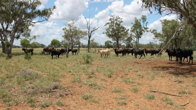 Hythe (Mills Family Western Grazing Agg) QLD