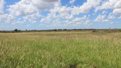 Myendetta (Mills Family Western Grazing Agg) QLD