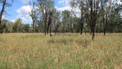 Mangalore (Mills Family Western Grazing Agg) QLD