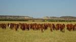 Rangelands QLD