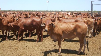 Moola Bulla, Mt Amhurst, Beefwood Park & Shamrock (SAWA Aggregation) WA