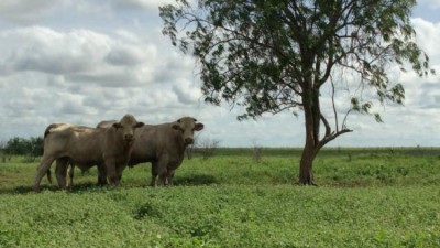 Sarre QLD