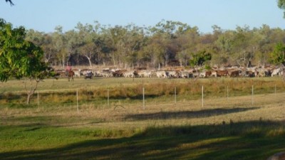 Woodstock & Glenora Stations QLD