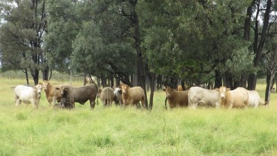 Coolibah Aggregation QLD