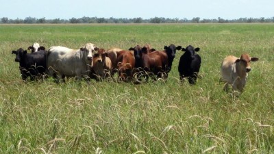 Dillulla QLD