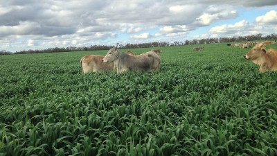 Kinbeachie Aggregation QLD