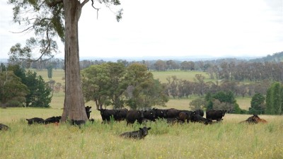 Springshure NSW