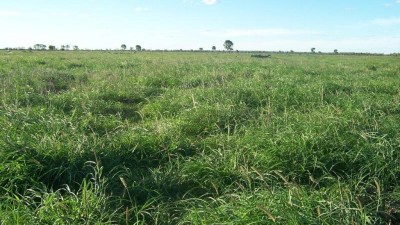 Bengarcia QLD