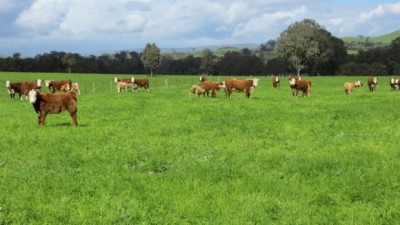 Doogallook, Terangaville & Eaglehawk VIC