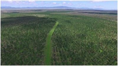 The Long Paddock (Banksia) QLD