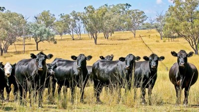 Murrumbo NSW