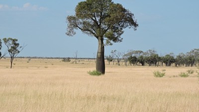 Northampton Downs QLD
