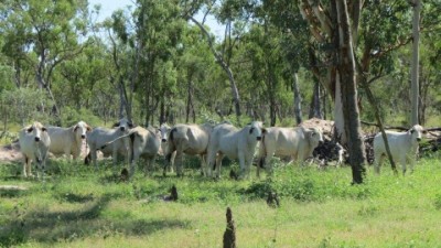 Tandanus Station QLD