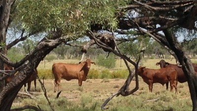 Thornhill QLD