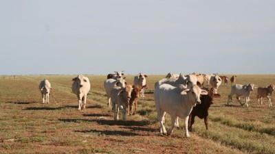 Westward Ho QLD